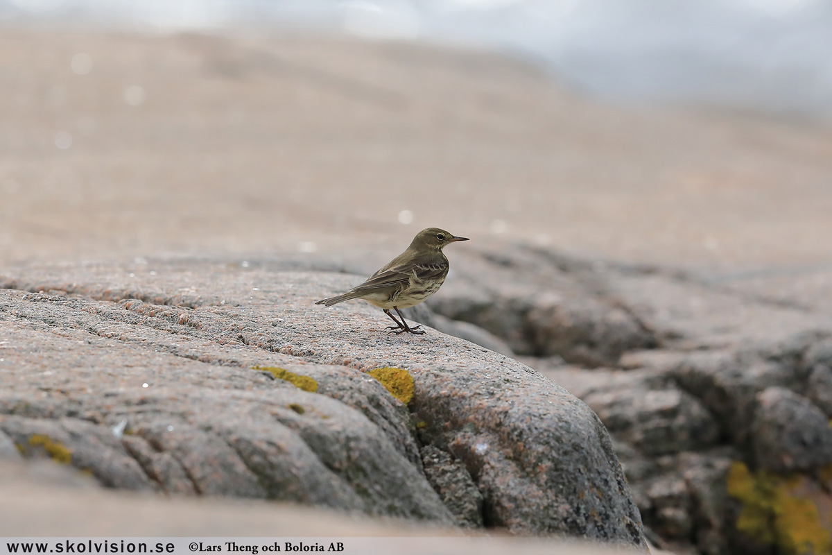 Sidensvans, Bombycilla garrulus