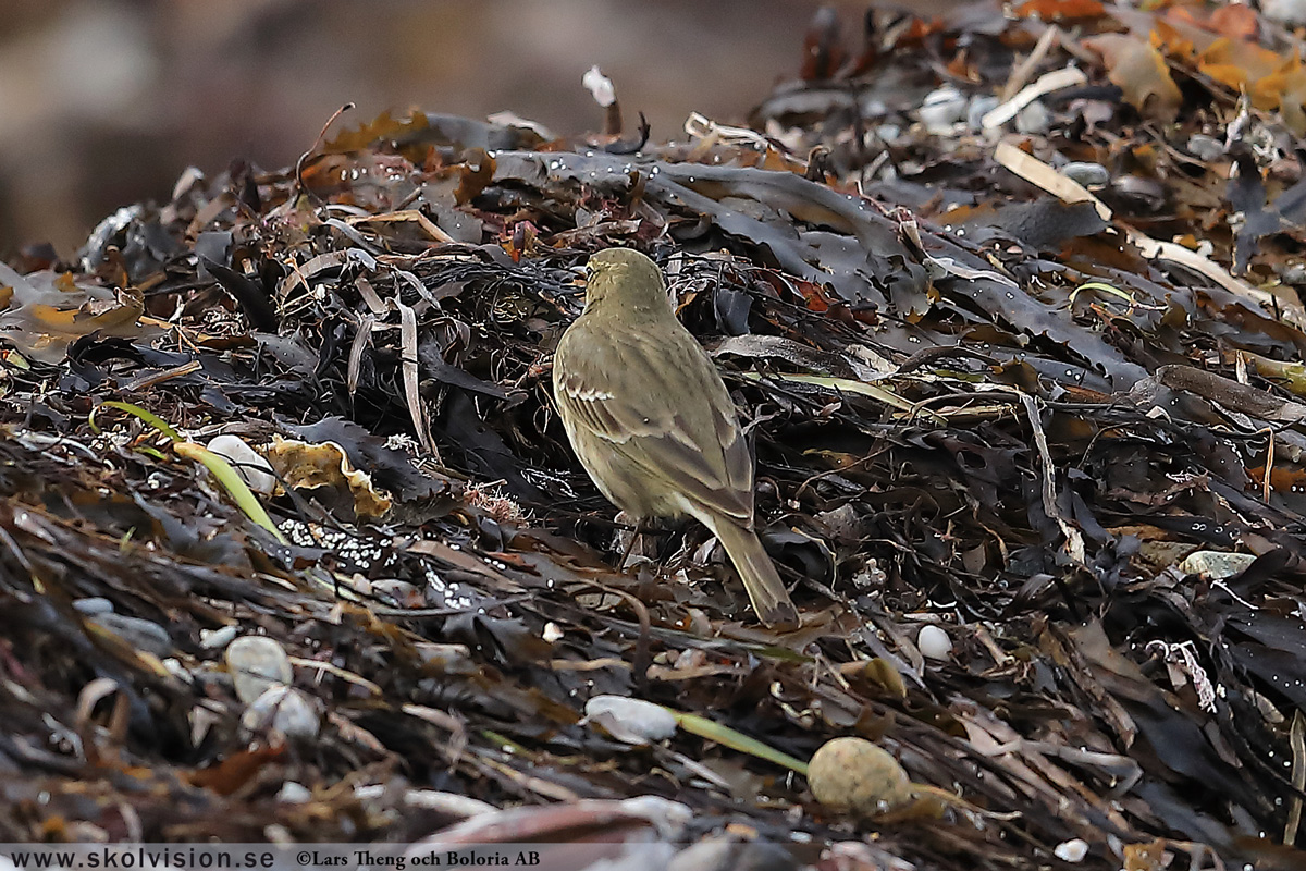 Sidensvans, Bombycilla garrulus