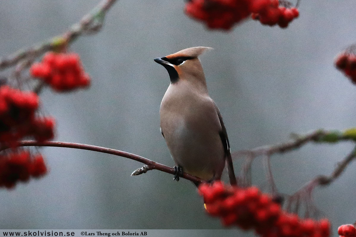 Sidensvans, Bombycilla garrulus Lars Theng