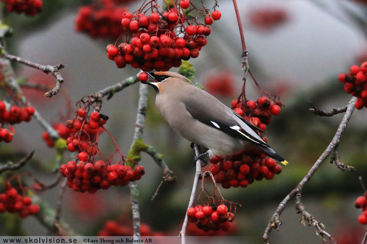 Sidensvans, Bombycilla garrulus Lars Theng