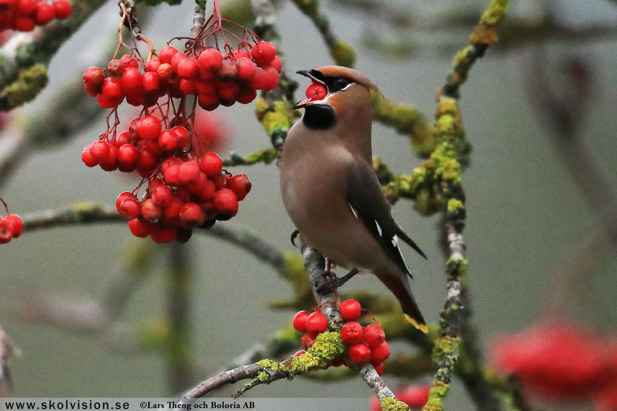 Sidensvans, Bombycilla garrulus Lars Theng