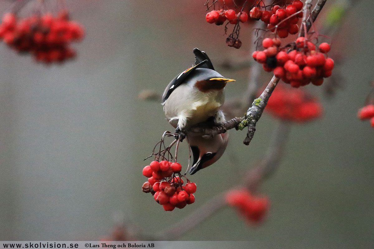 Sidensvans, Bombycilla garrulus Lars Theng