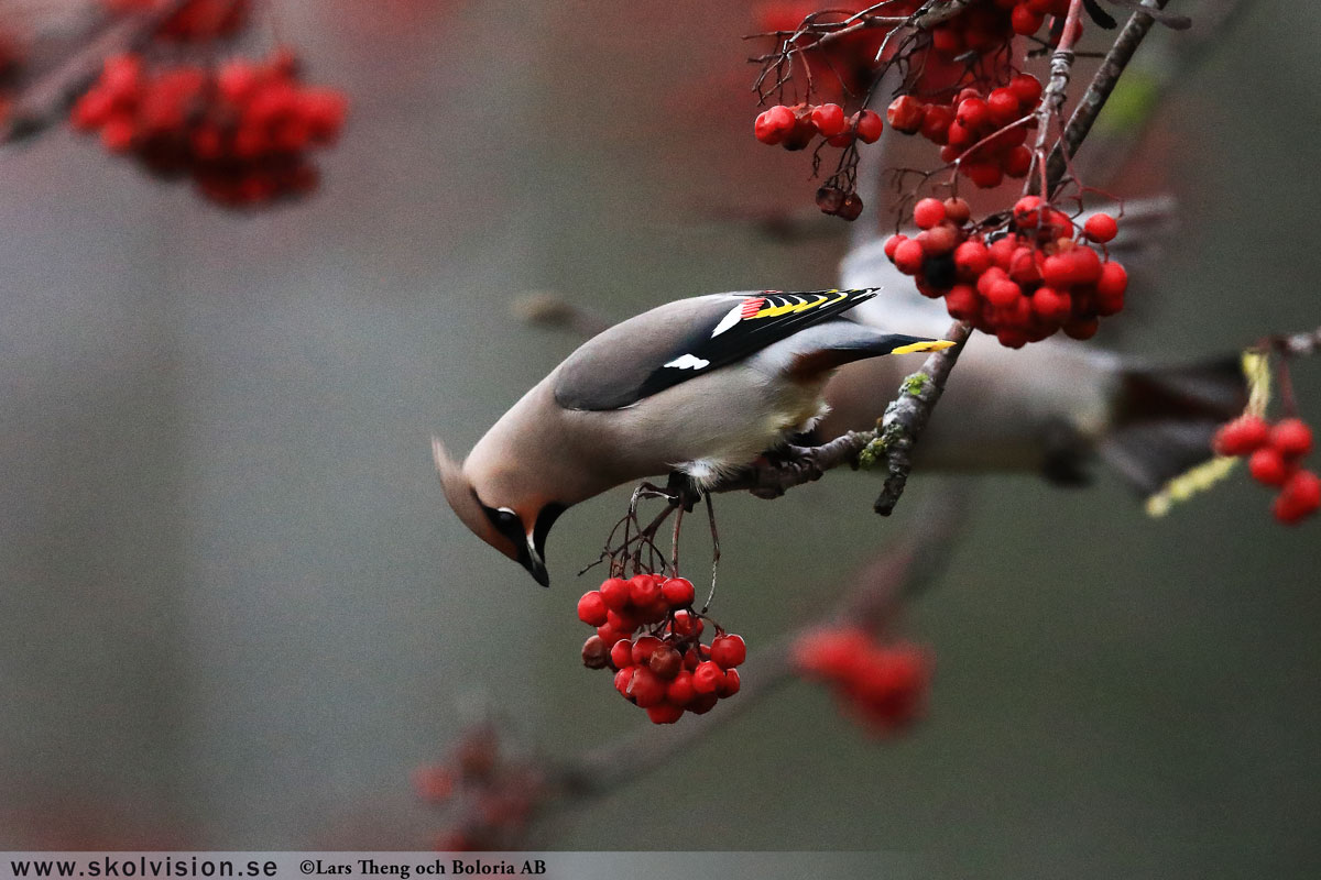 Sidensvans, Bombycilla garrulus Lars Theng