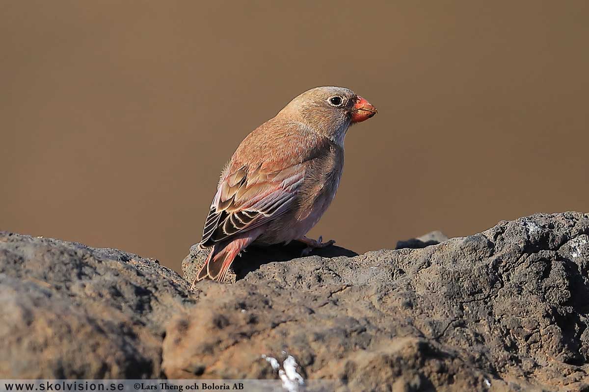 Sidensvans, Bombycilla garrulus