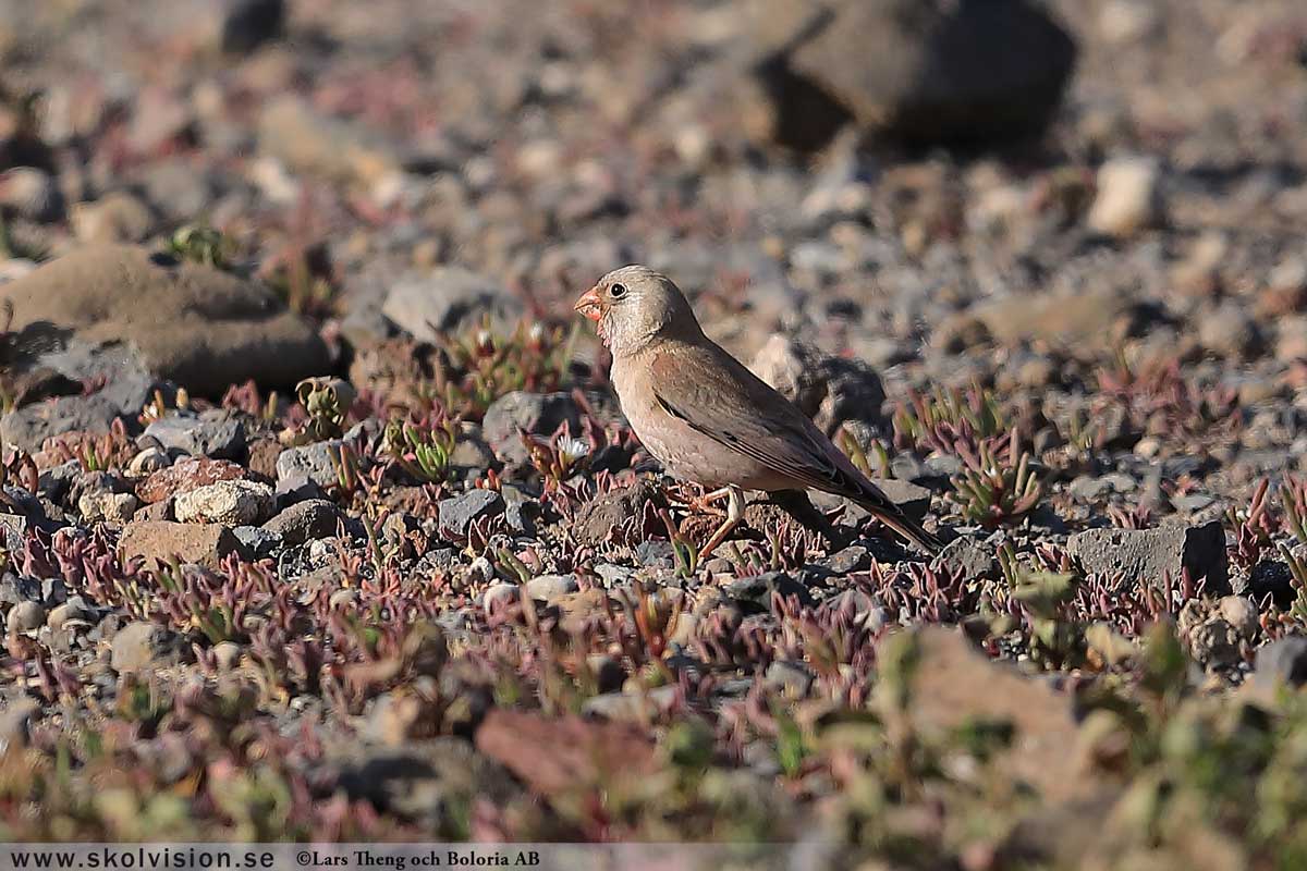 Sidensvans, Bombycilla garrulus