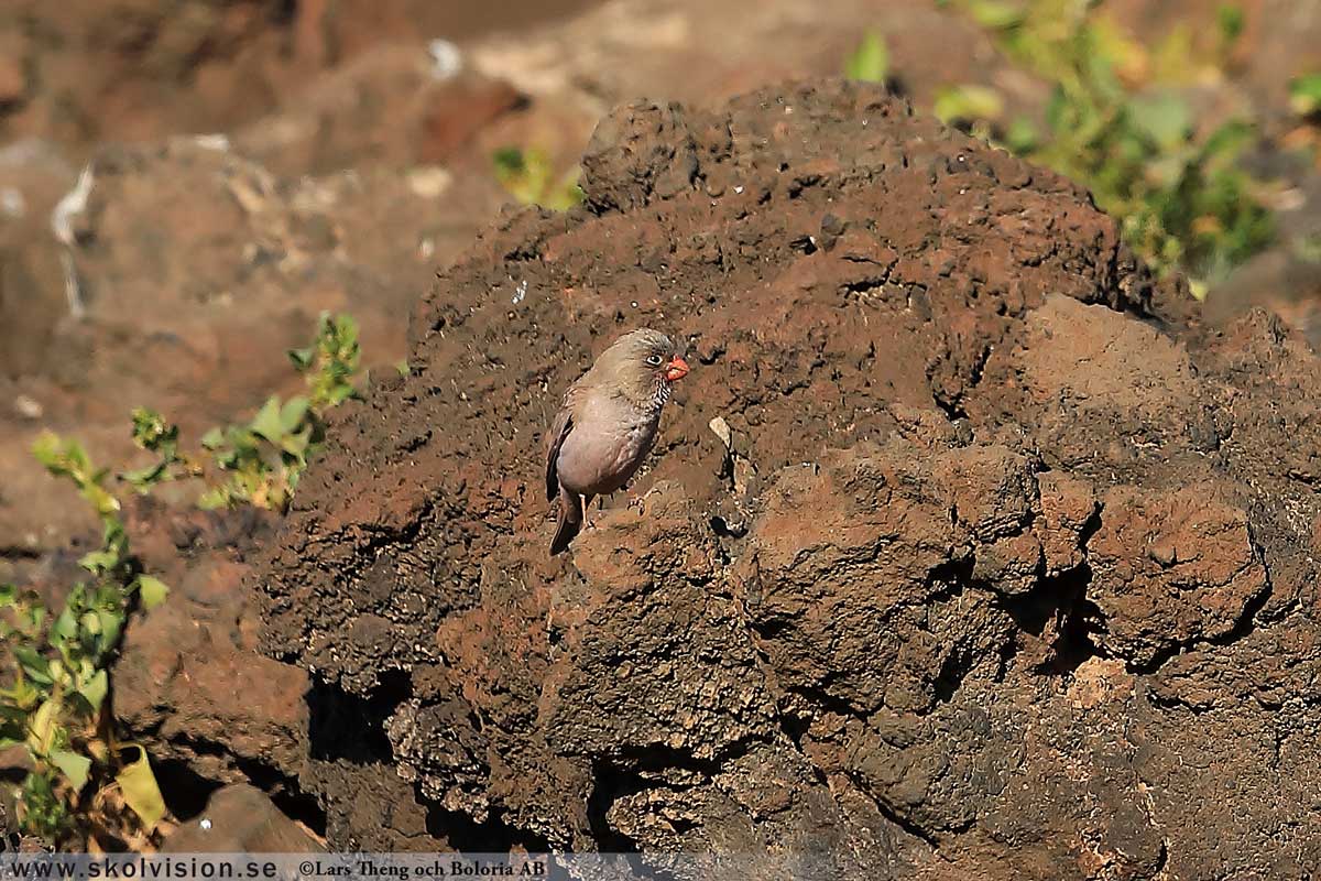 Sidensvans, Bombycilla garrulus