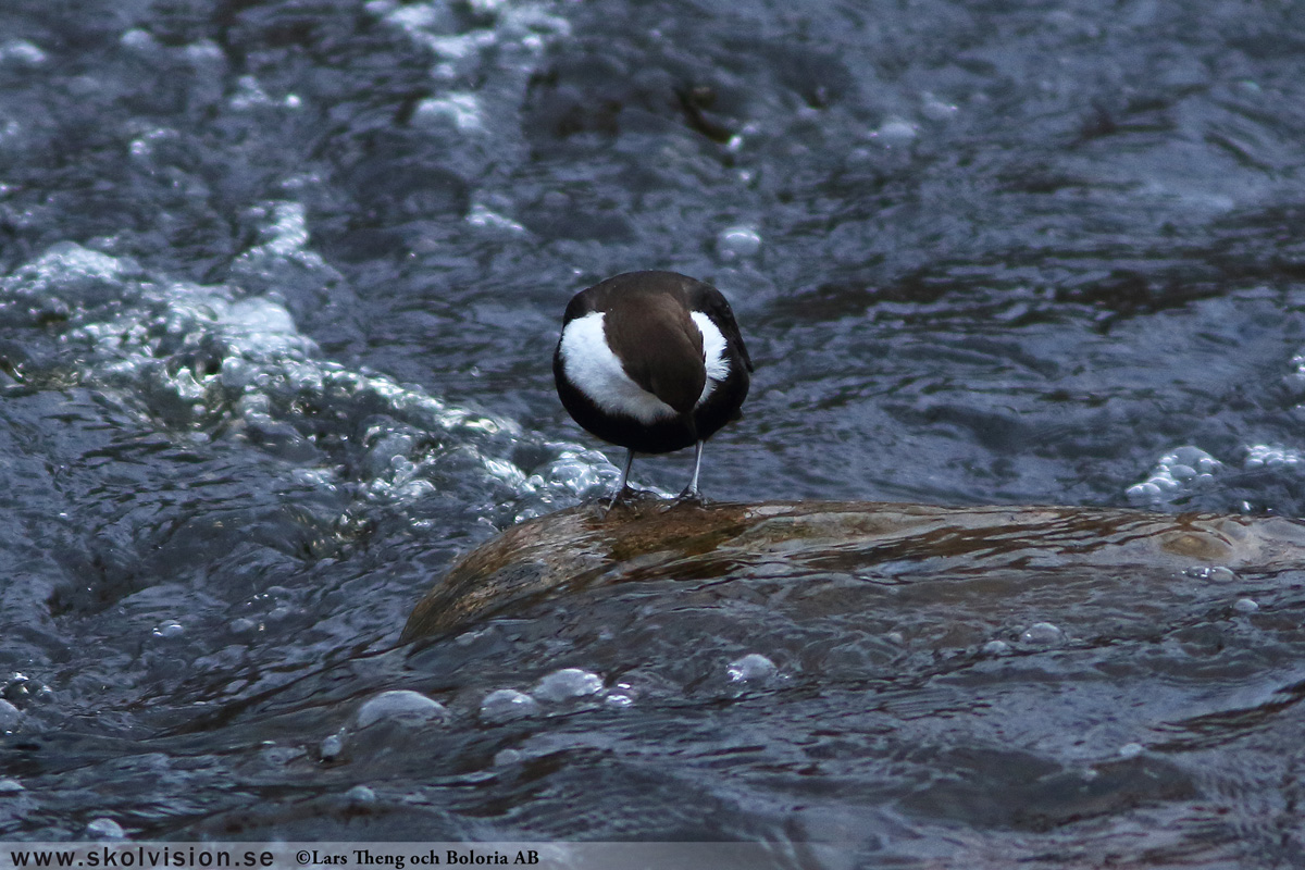 Steglits, Carduelis carduelis