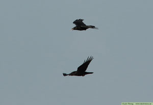 Korp, Corvus corax