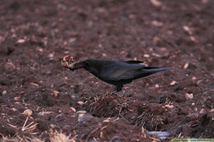 Korp, Corvus corax