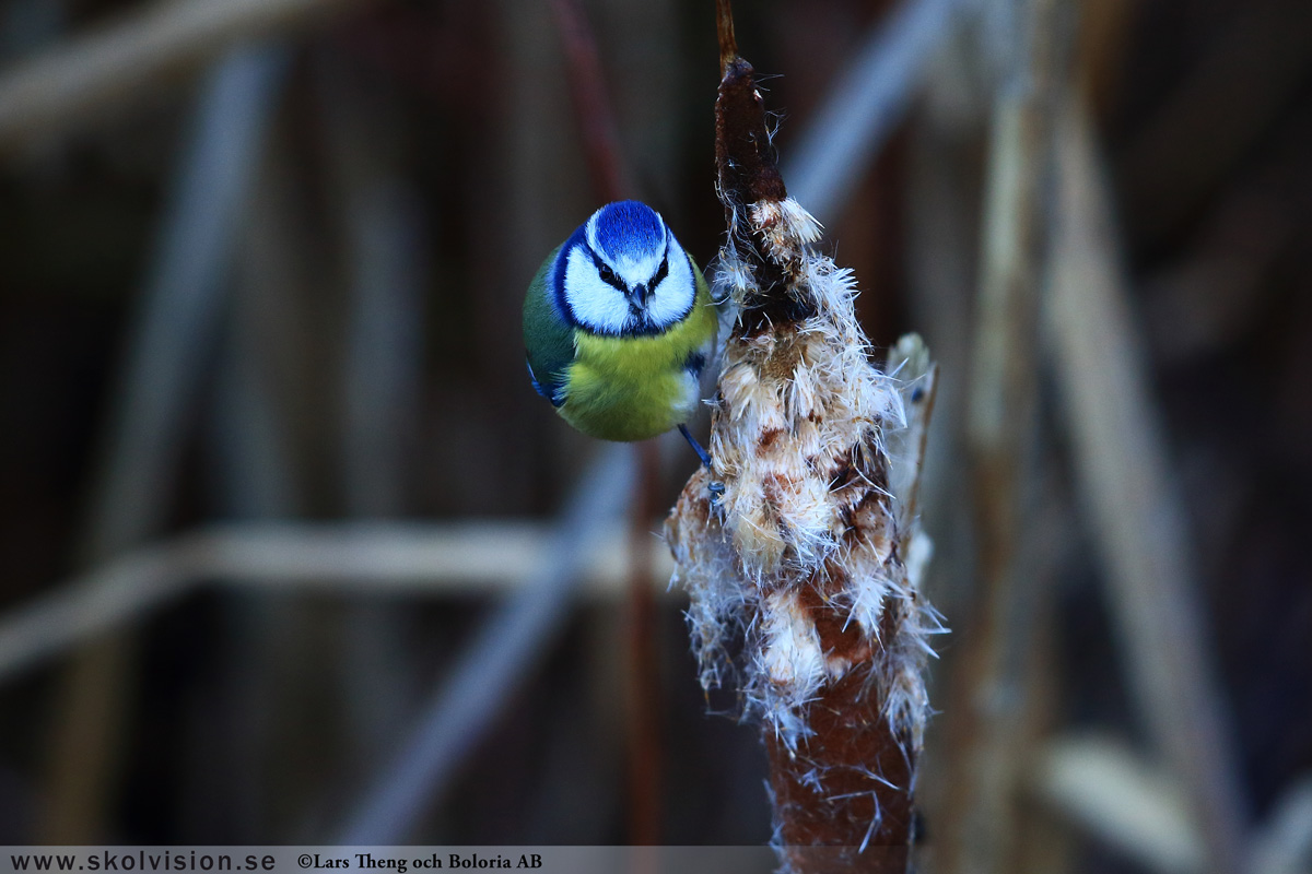 Pilfink, Passer montanus