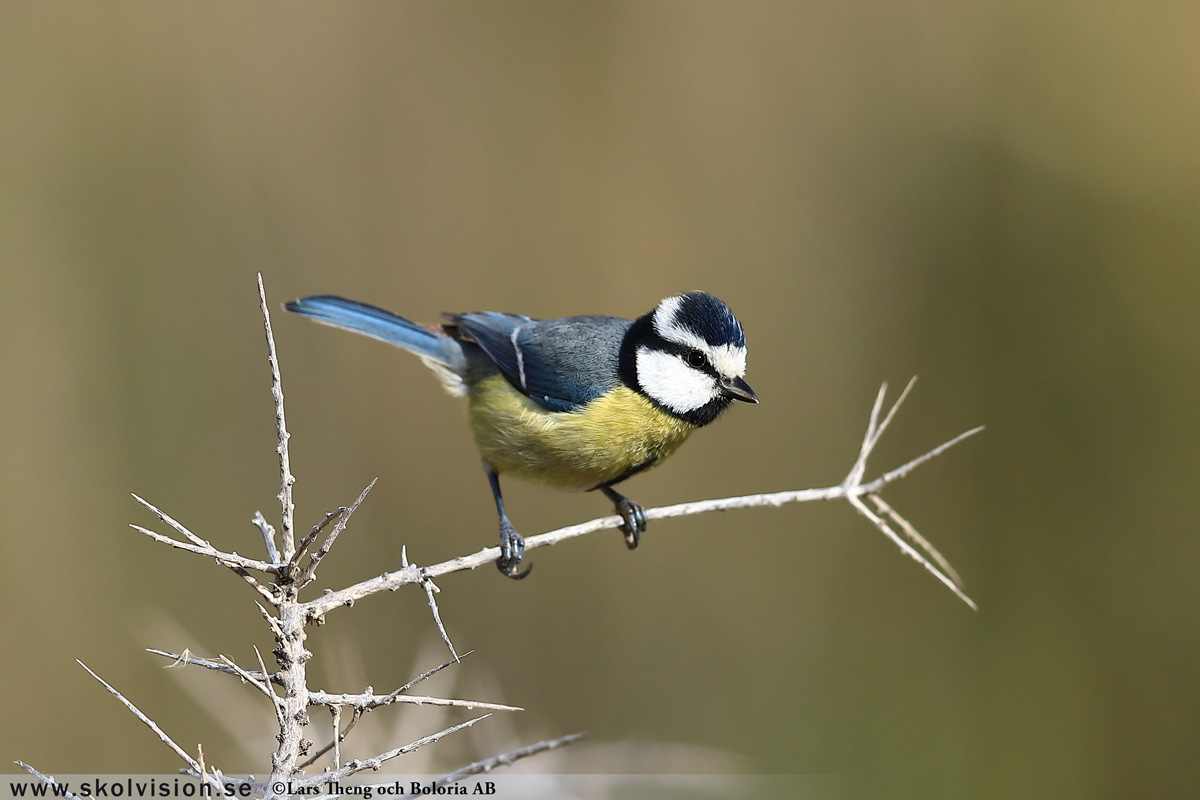 Pilfink, Passer montanus