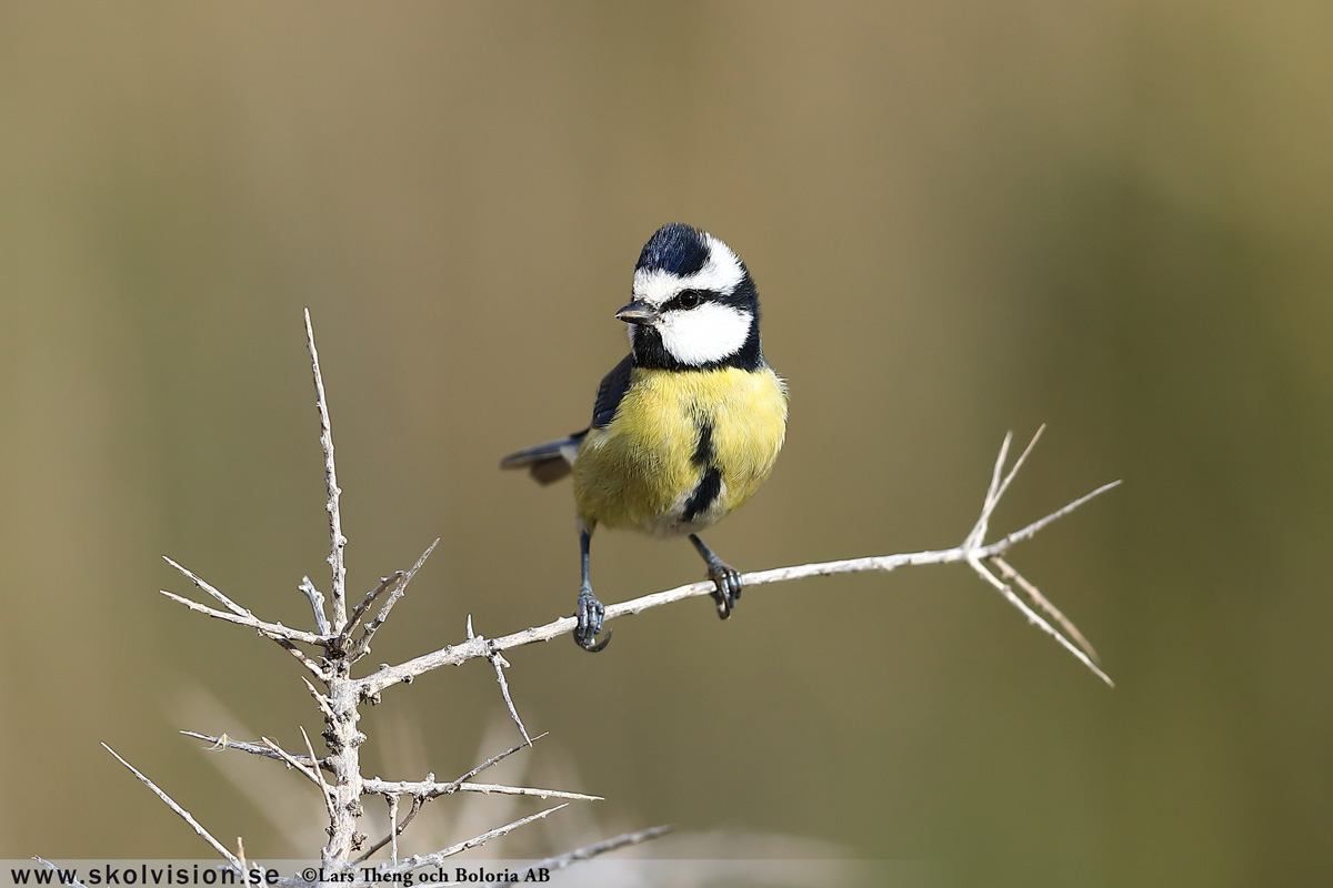 Pilfink, Passer montanus