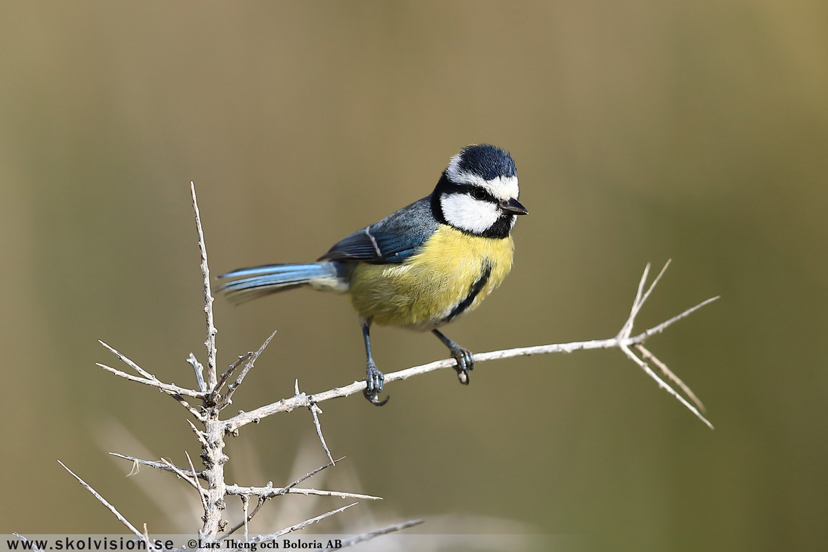 Pilfink, Passer montanus