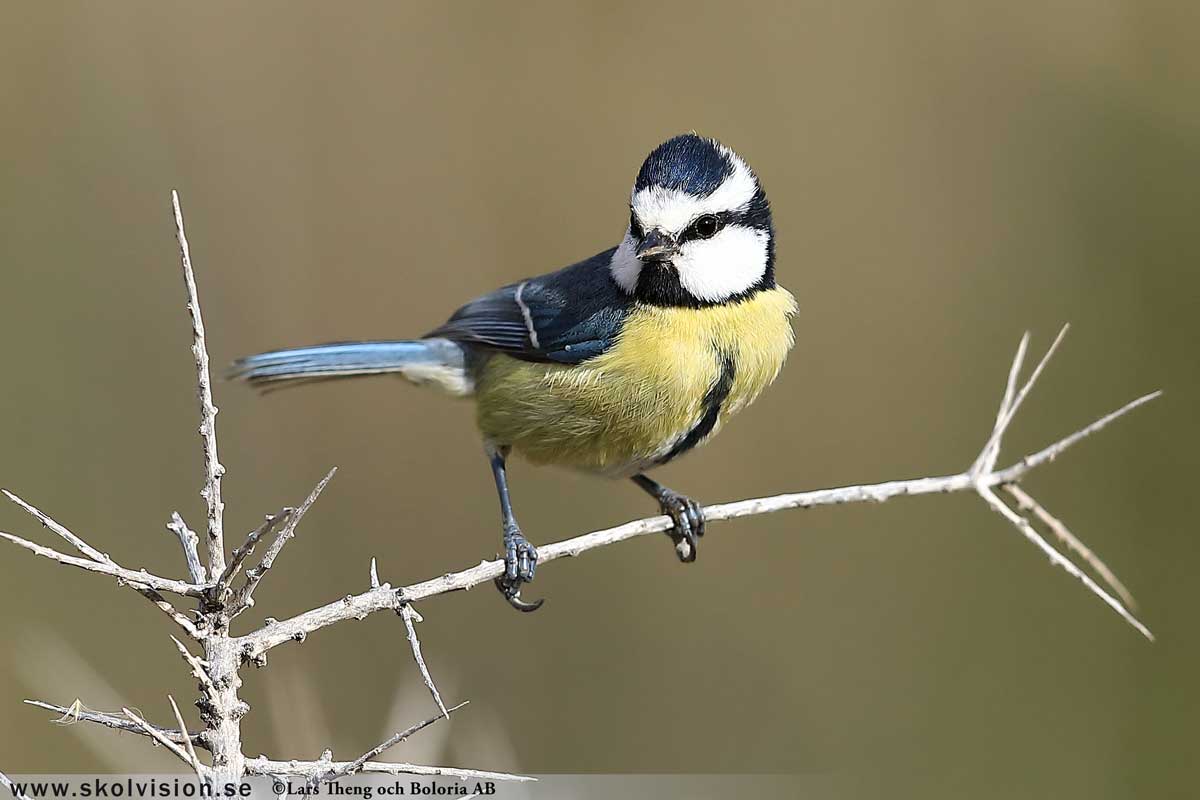 Pilfink, Passer montanus