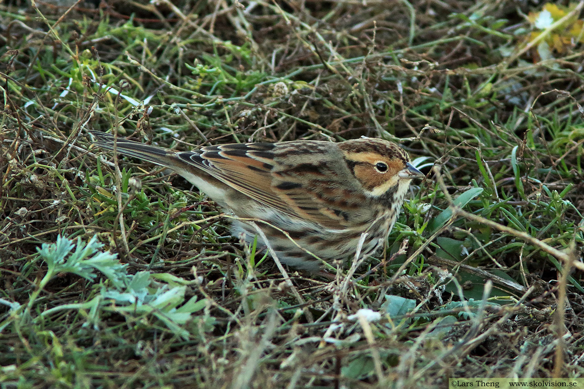 Dvärgsparv, Emberiza pusilla