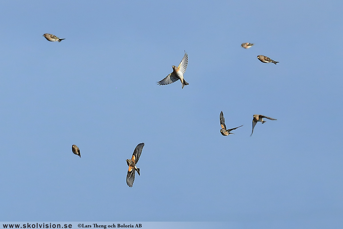 Bergfink, Fringilla montifringilla