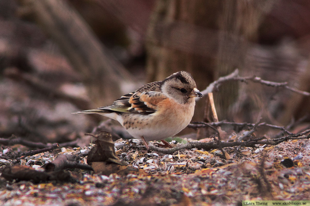 Bergfink, Fringilla montifringilla