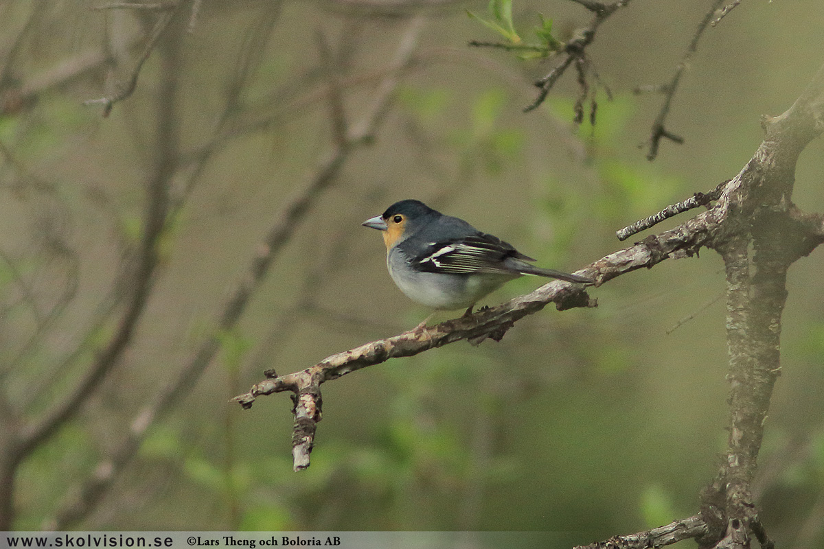 Bofink, Fringilla coelebs