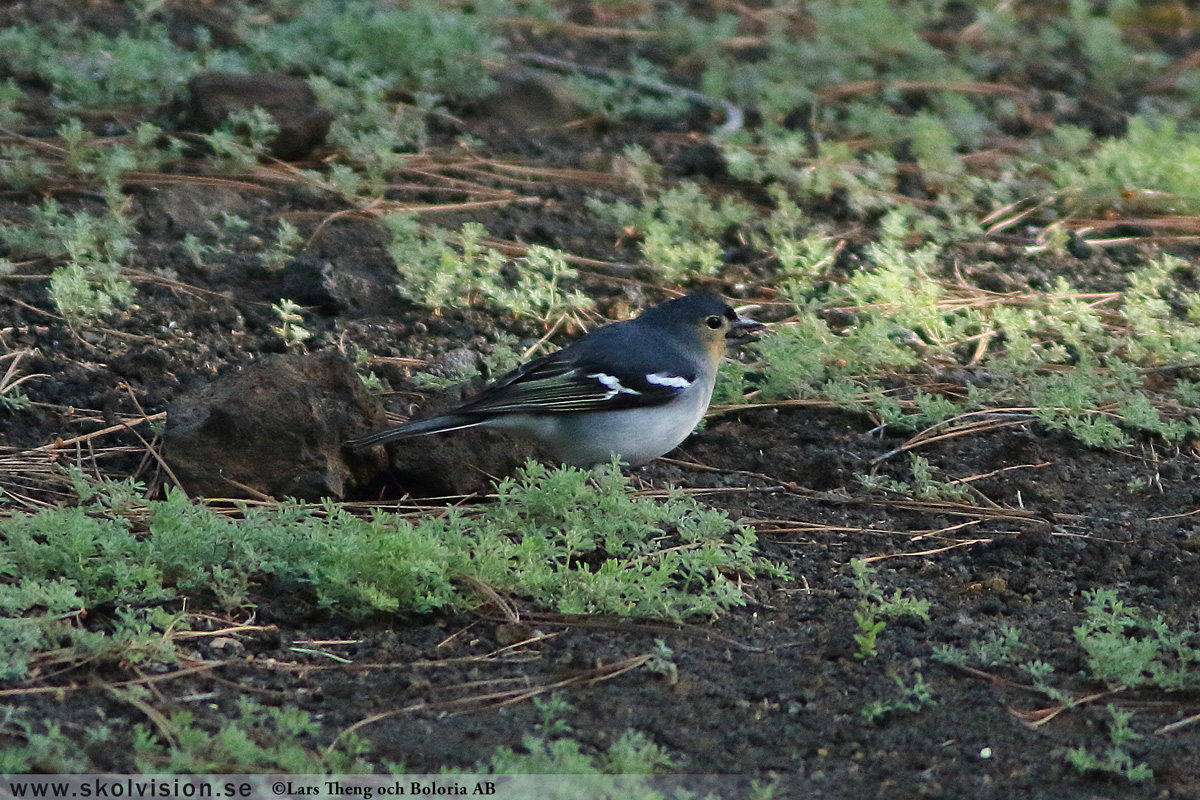 Bofink, Fringilla coelebs