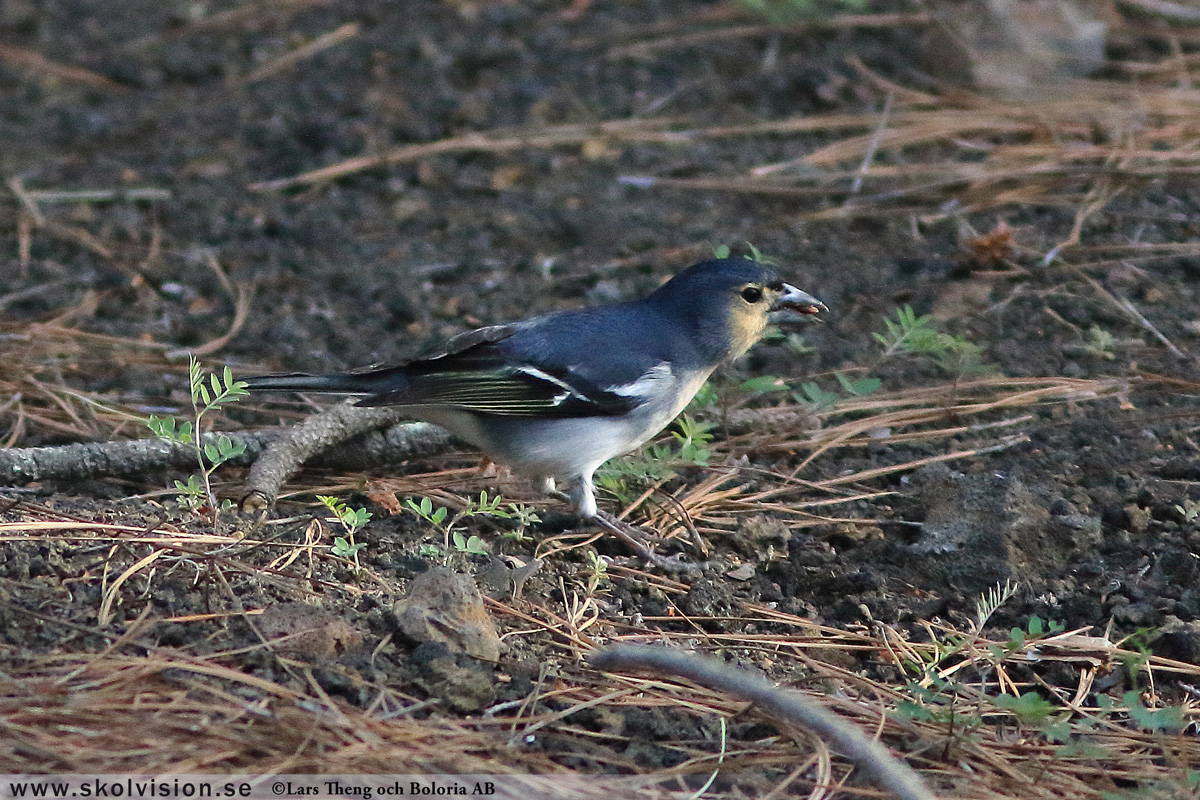 Bofink, Fringilla coelebs