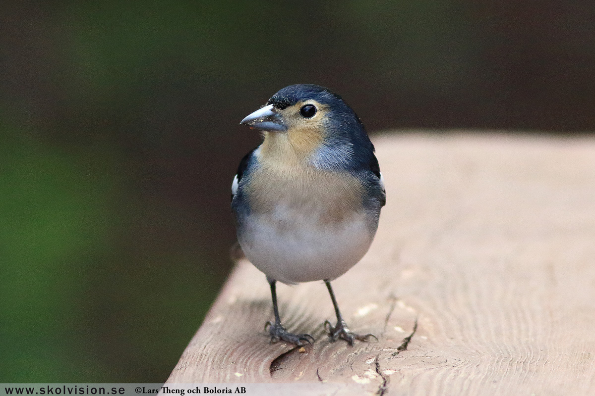 Bofink, Fringilla coelebs