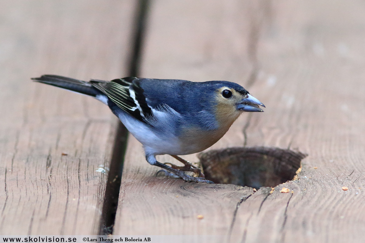 Bofink, Fringilla coelebs