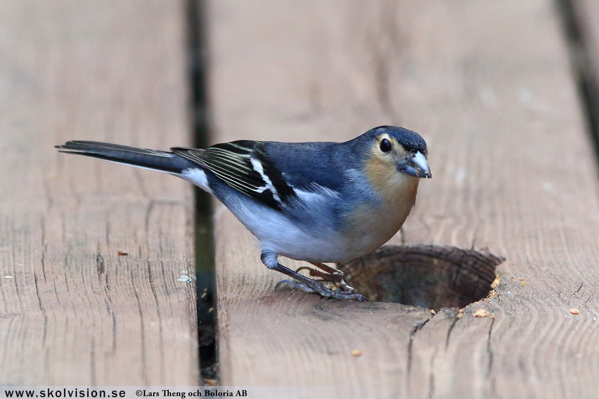 Bofink, Fringilla coelebs