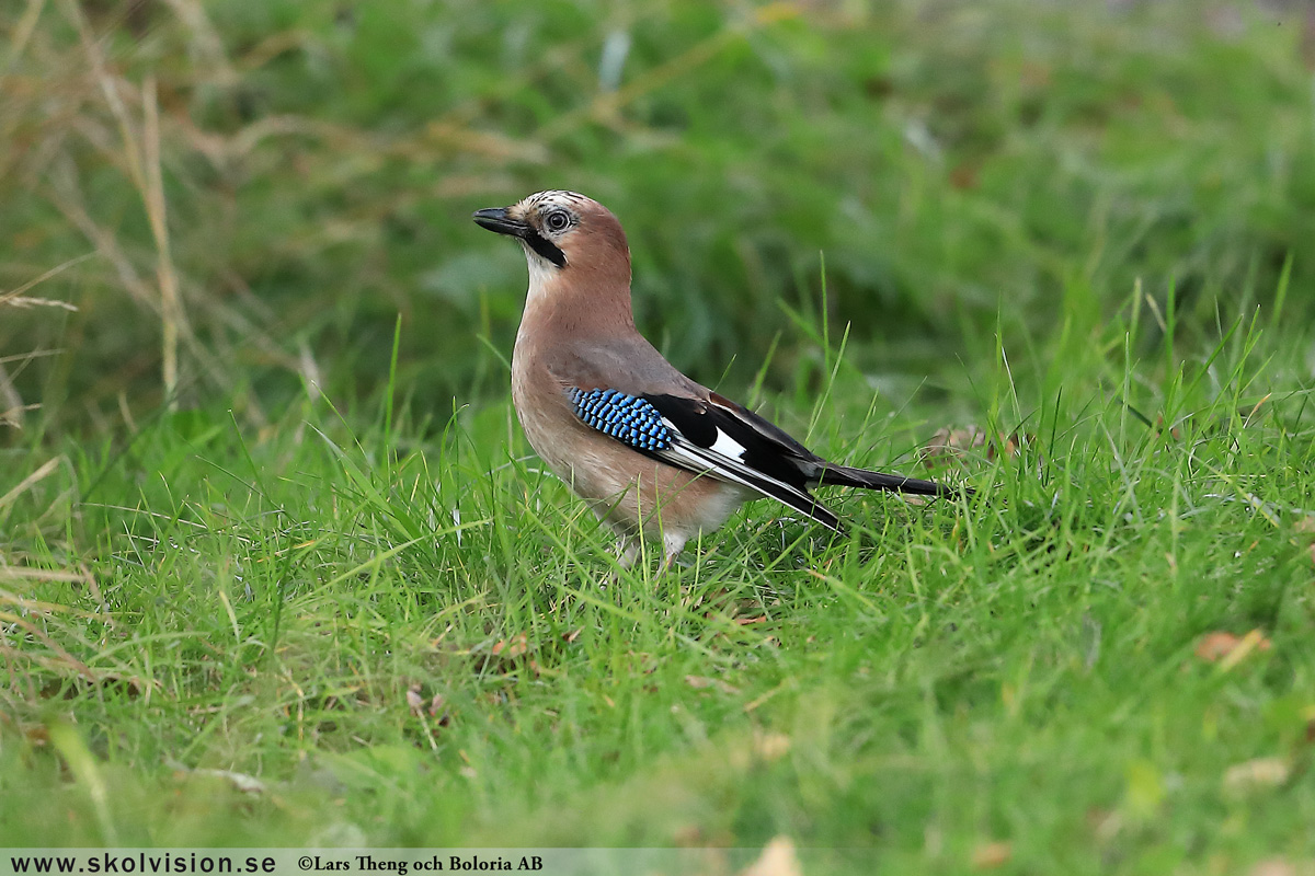 Bofink, Fringilla coelebs