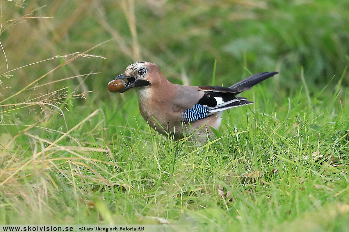 Bofink, Fringilla coelebs