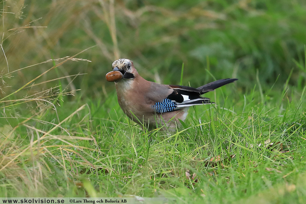 Bofink, Fringilla coelebs