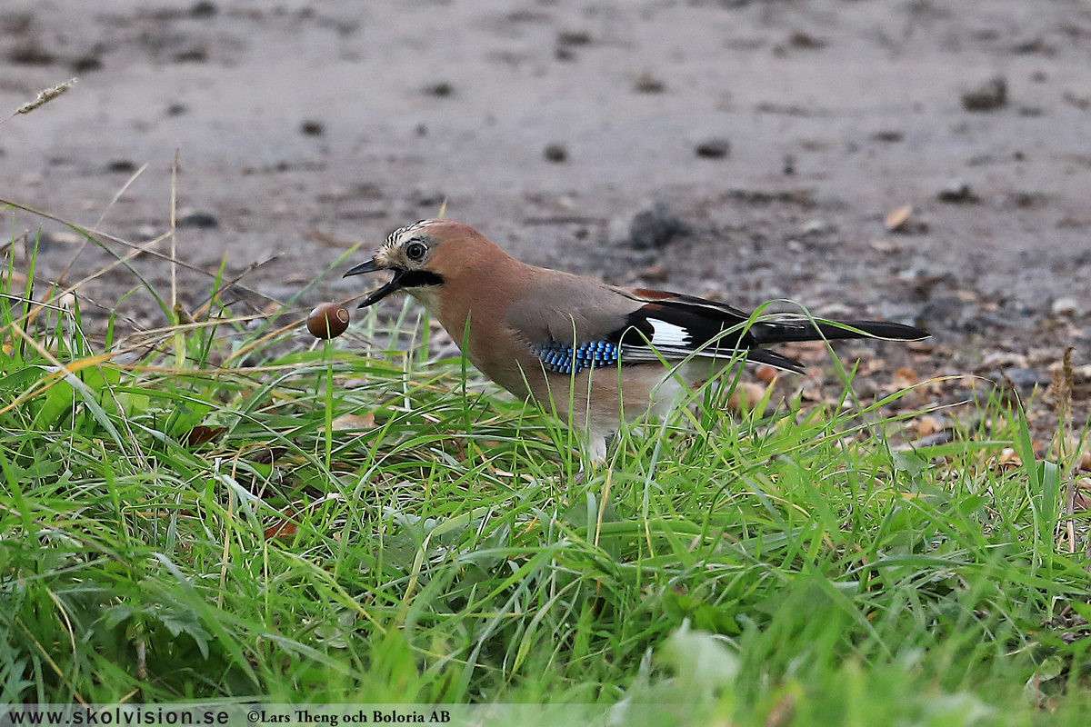 Bofink, Fringilla coelebs