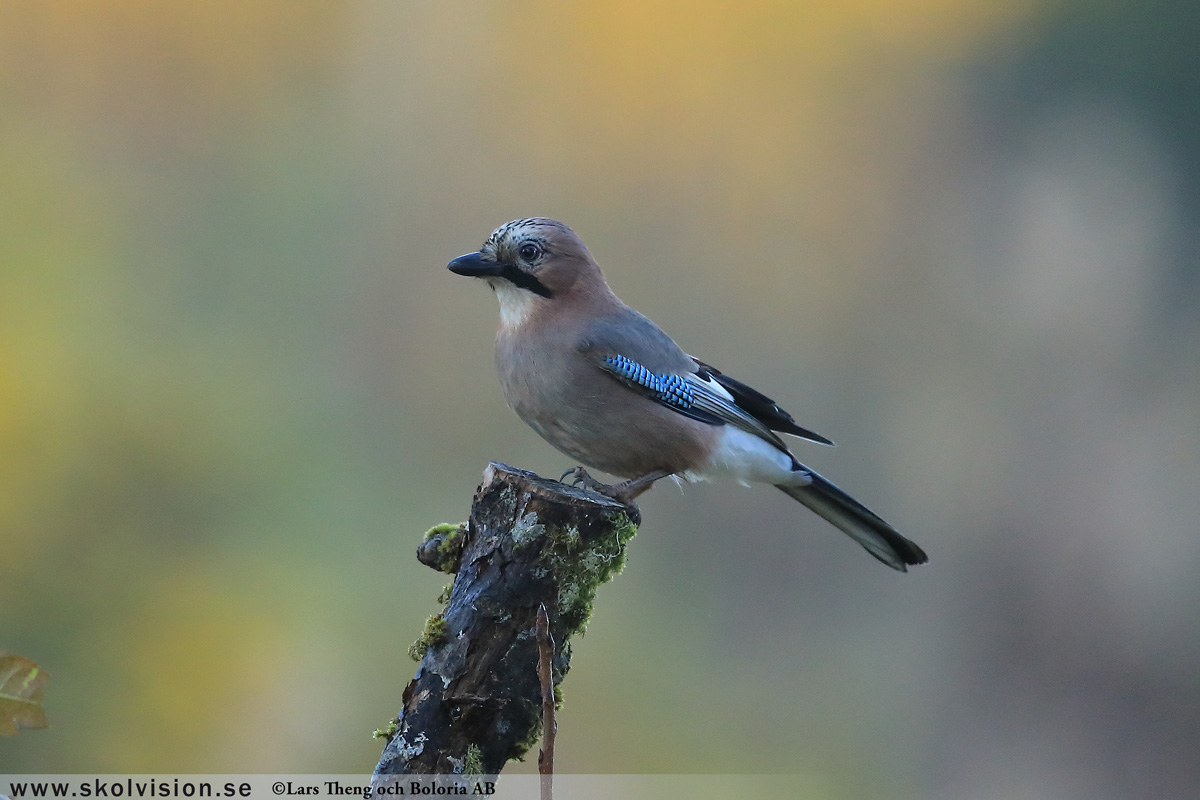Bofink, Fringilla coelebs