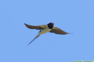 Ladusvala, Hirundo rustica