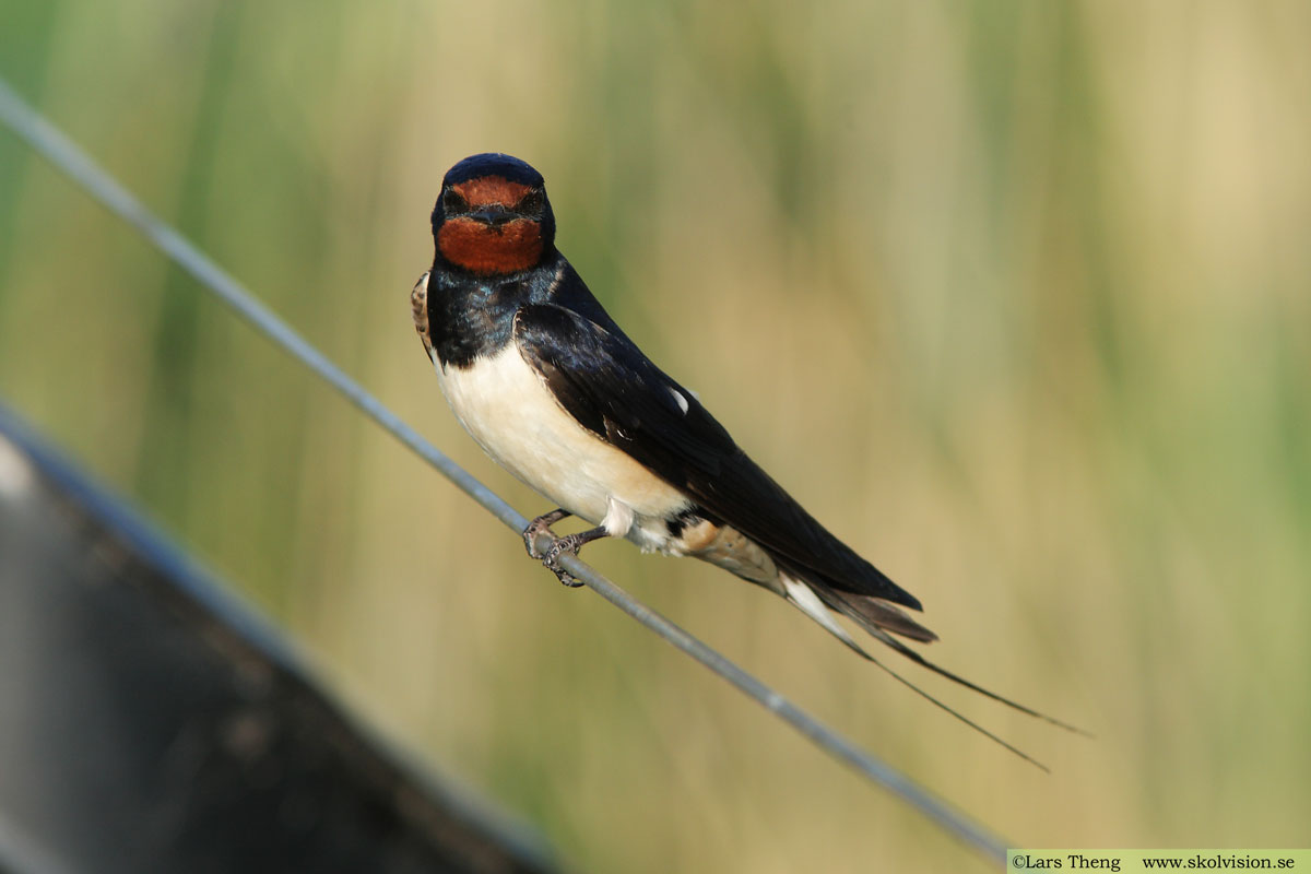 Ladusvala, Hirundo rustica