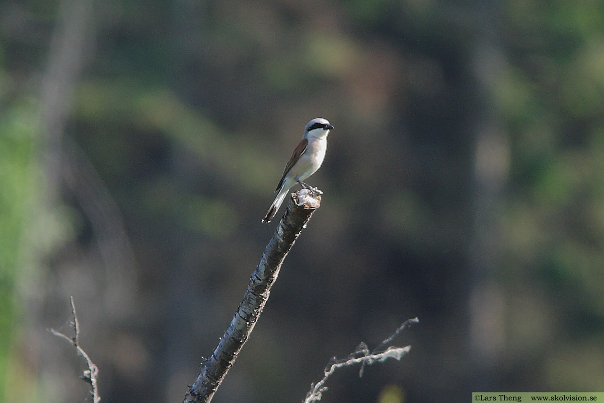 Törnskata, Lanius collurio 