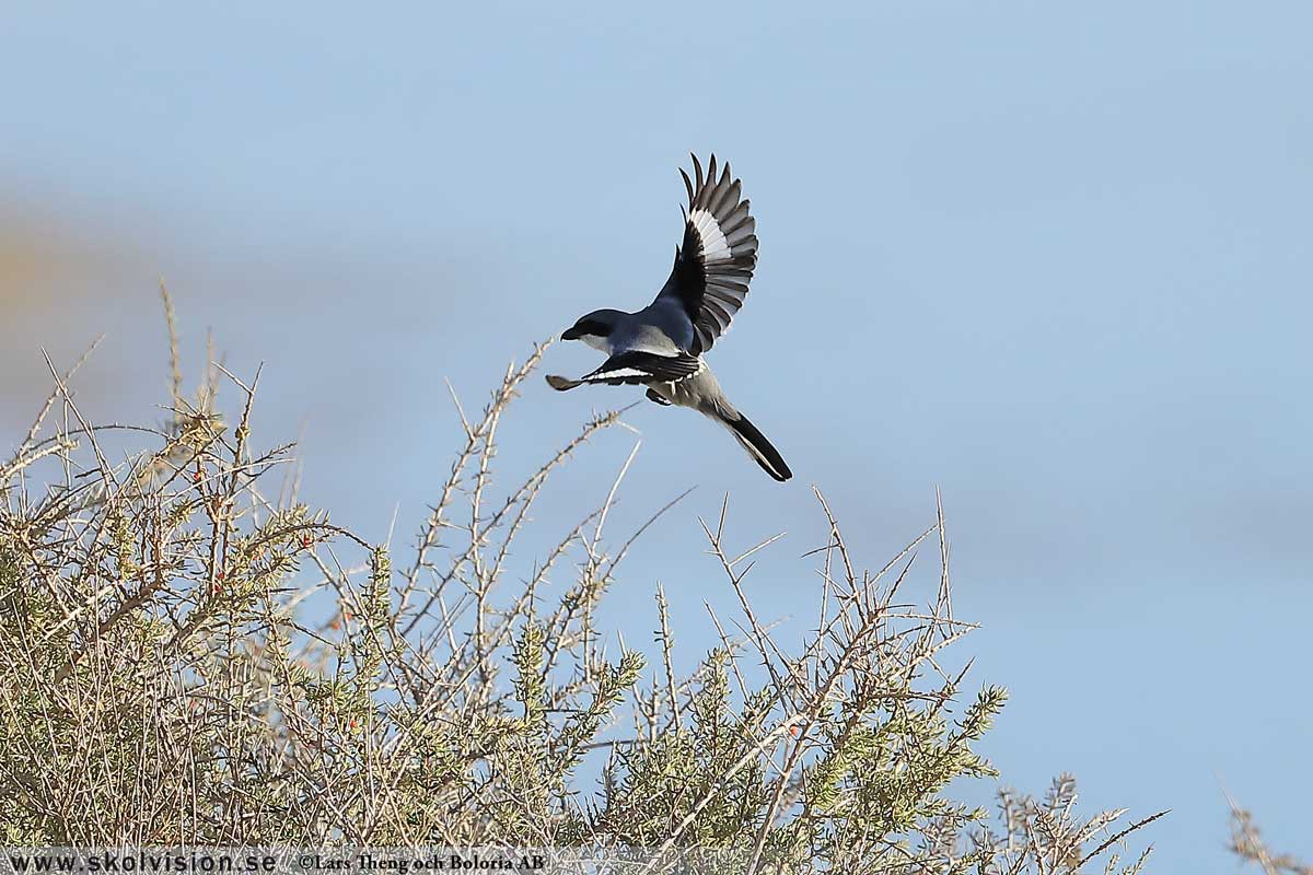 Varfågel, Lanius excubitor