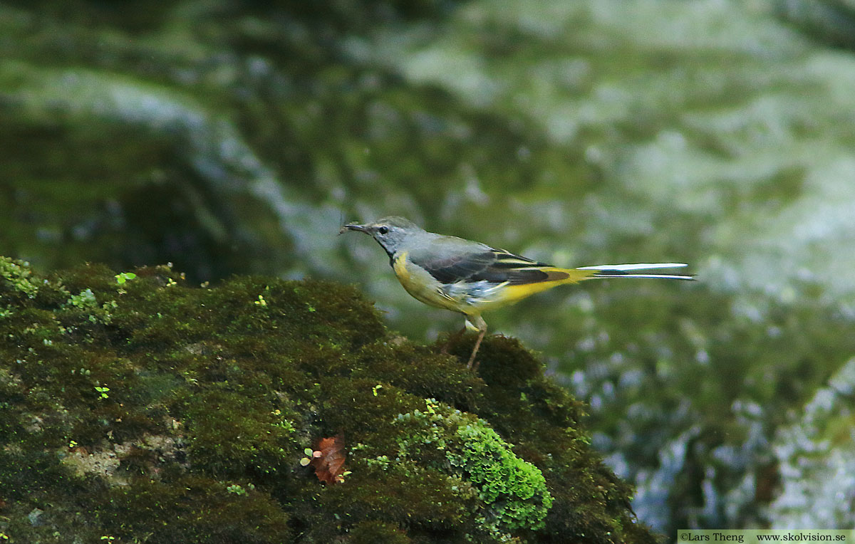 Sädesärla, Motacilla alba