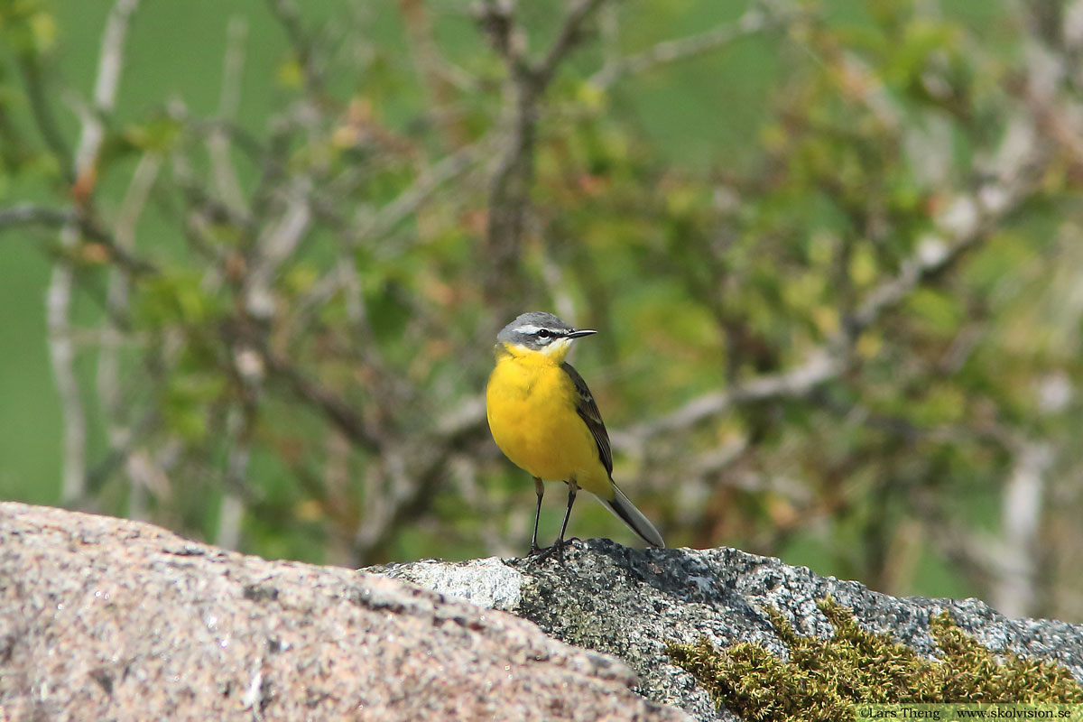 Sädesärla, Motacilla alba