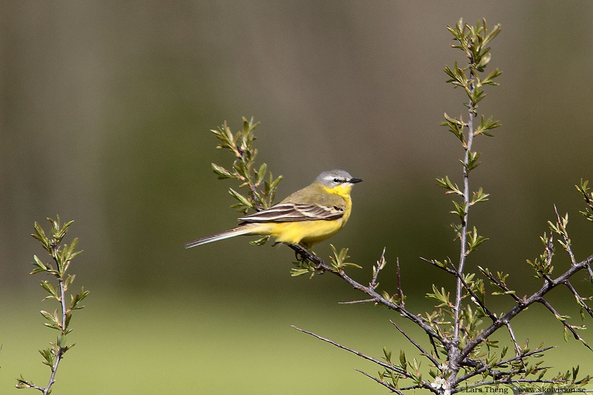 Sädesärla, Motacilla alba