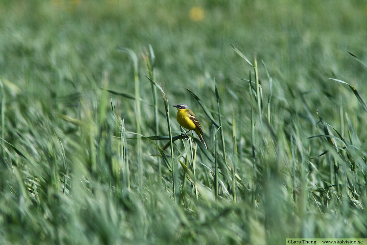 Sädesärla, Motacilla alba