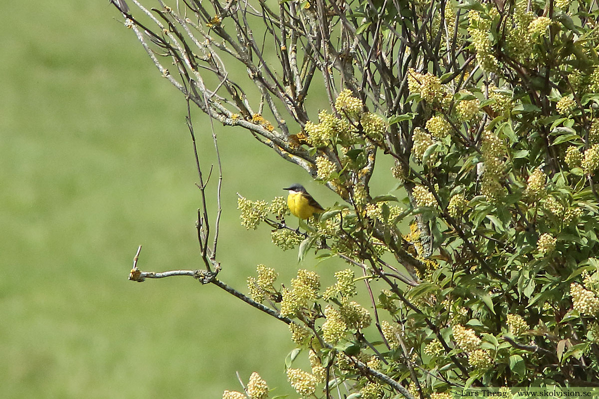 Gulärla, Motacilla flava thunbergi