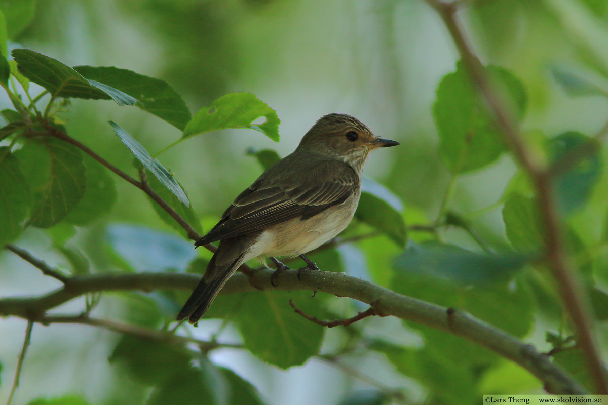 Grå flugsnappare, Muscicapa striata