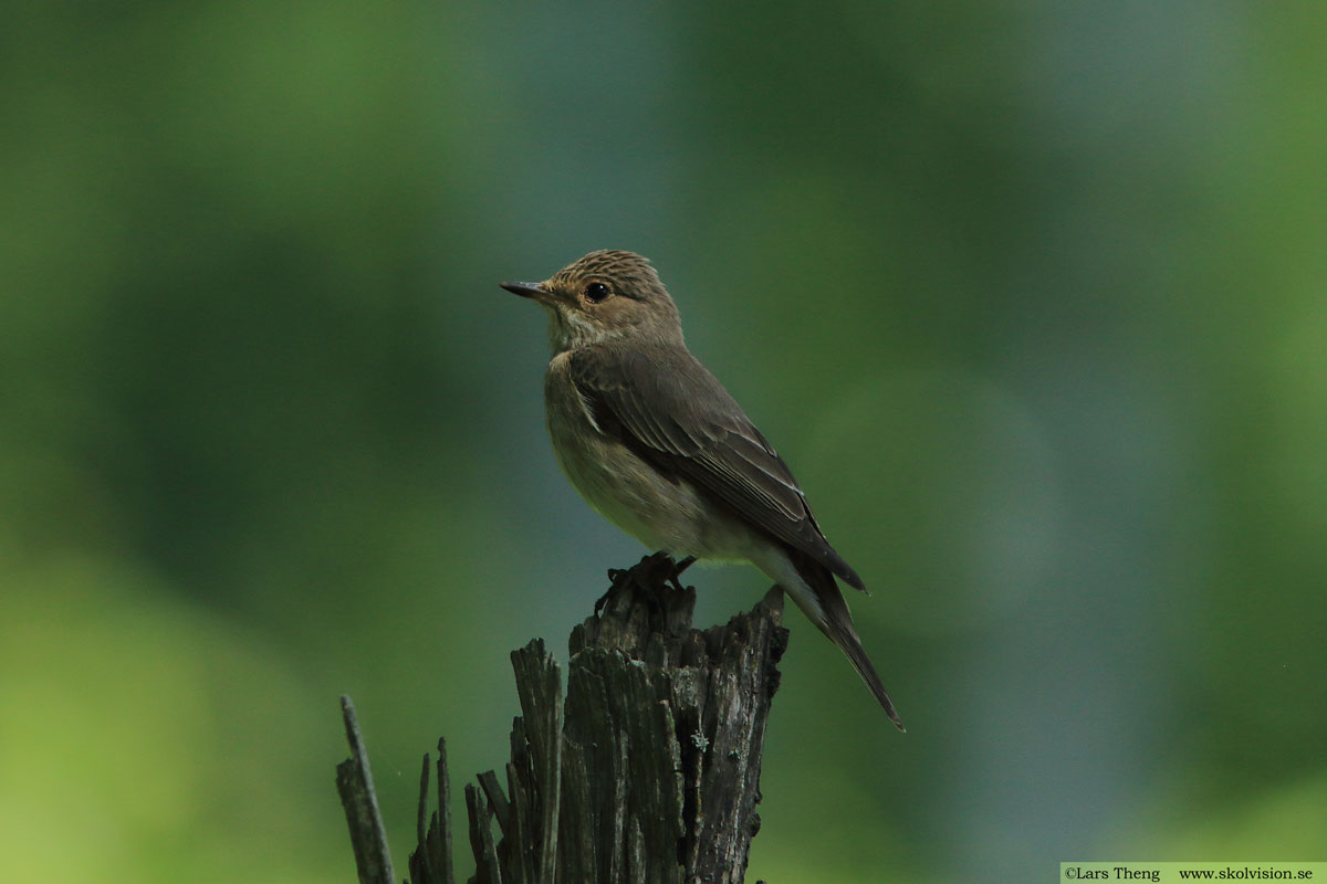 Grå flugsnappare, Muscicapa striata