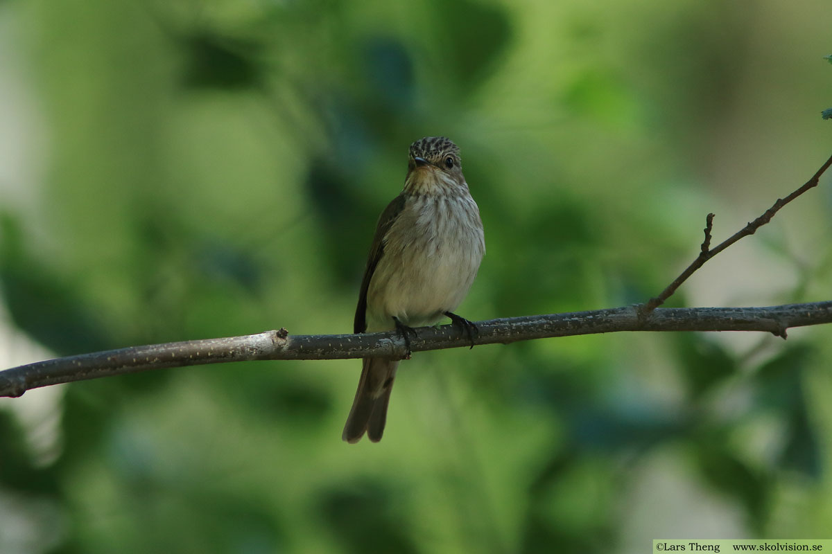 Grå flugsnappare, Muscicapa striata