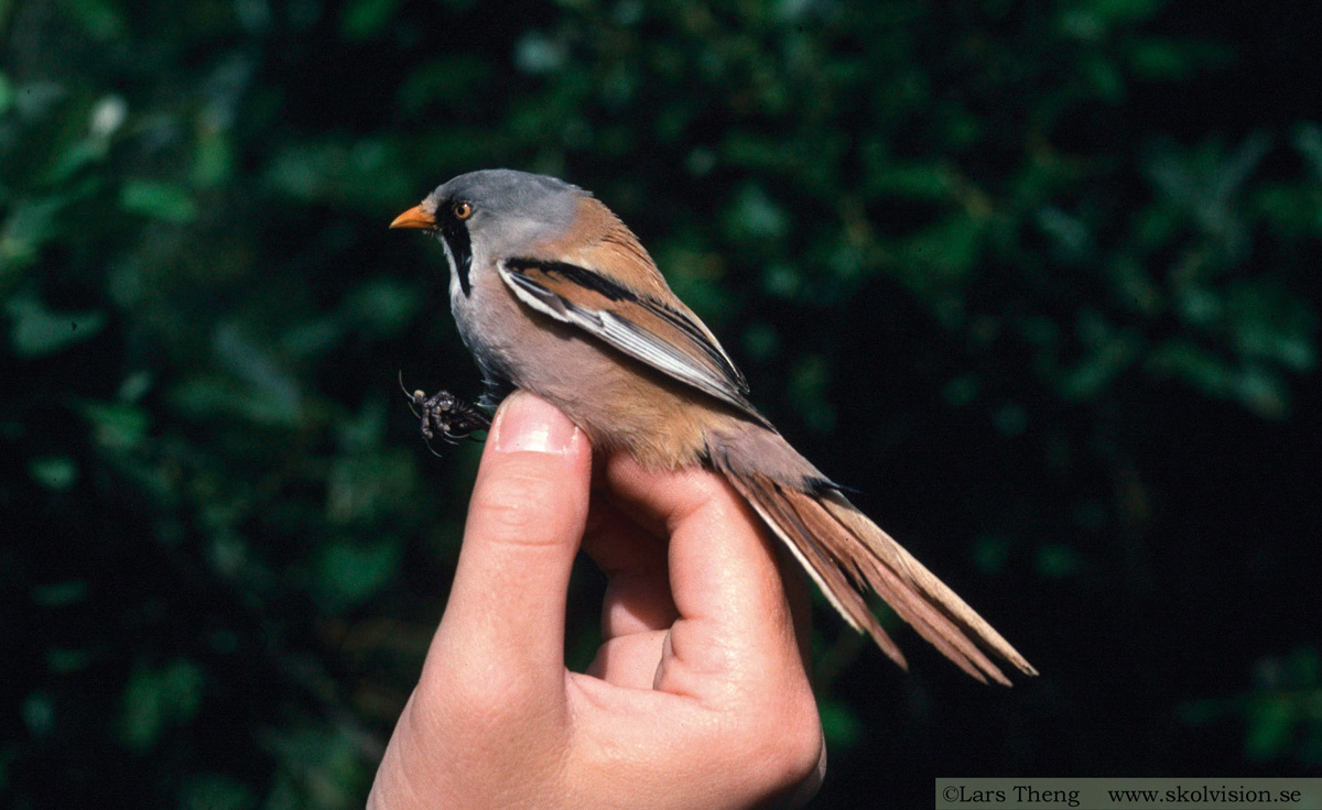 Skäggmes, Panurus biarmicus
