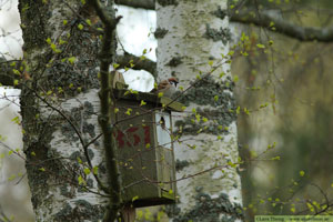 Pilfink, Passer montanus