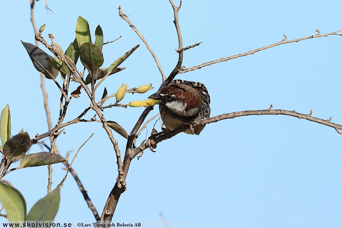 Pilfink, Passer montanus