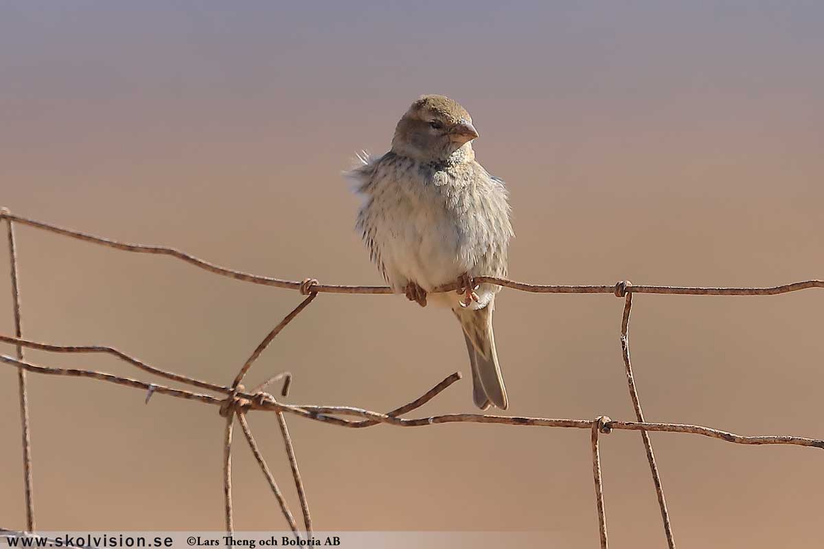Pilfink, Passer montanus