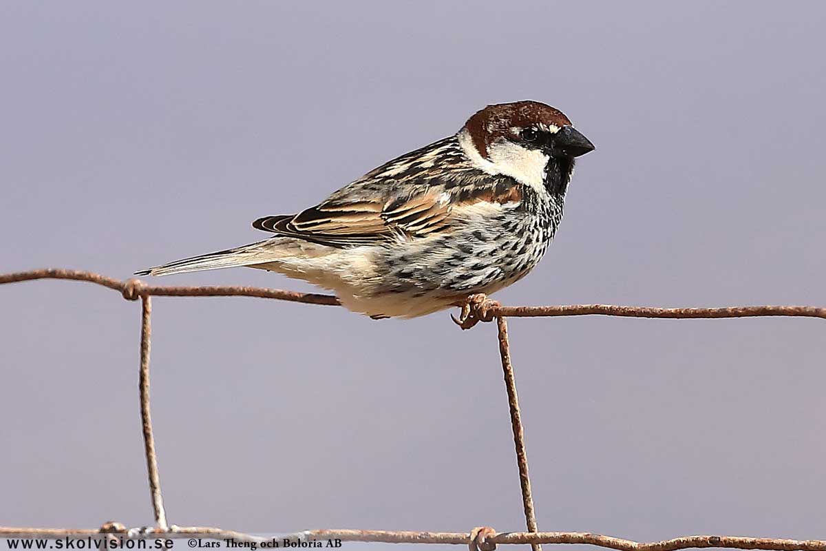Pilfink, Passer montanus