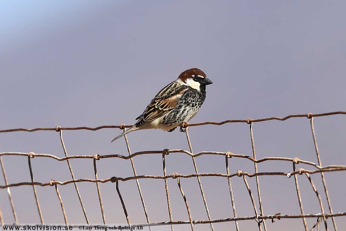 Pilfink, Passer montanus